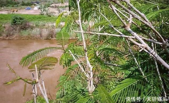 它被誉为野菜中的“臭豆腐”，味道难闻一斤却卖60，若遇见别错过