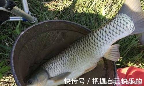 老渔夫|经验丰富的老渔夫，大多用这种方式钓草鱼