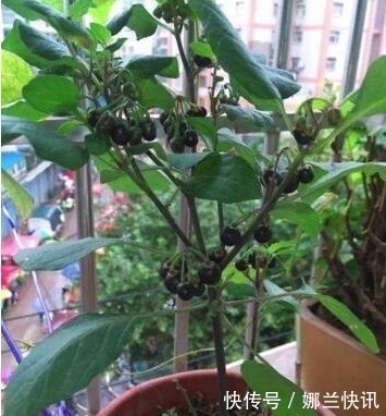 5种花都可“当药用”,养一盆,需要摘一点,再不怕有“小毛病”