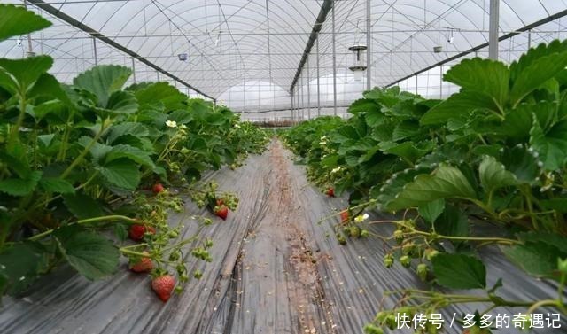 瓜果|瓜果飘香|太甜!如果凉山的冬天有味道,一定是草莓味的~
