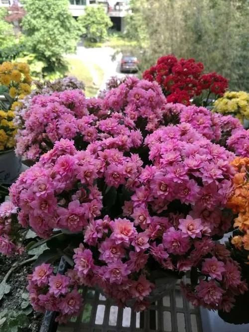 长寿花|冬天长寿花千万别放3处,不然开花少,甚至不开花!别忽视!