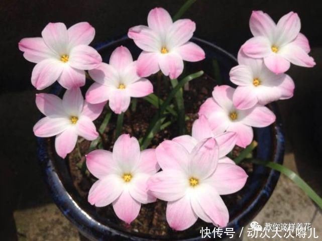  惊艳|这种球乱养都能活，丢盆里1个月开花，开花太惊艳