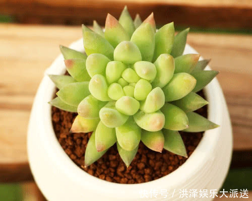 叶插|多肉千佛手怎么叶插教你3个小步骤,千佛手生根迅速长势茂盛