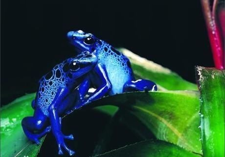 罕见|一组极罕见的动物照片;色彩缤纷的动物美极了