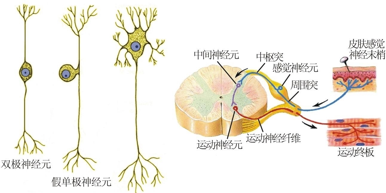 中国科学院大学李洋AM博后招聘：基于氟化InP量子点的柔性多波段光子突触实现伤害感知与神经形态计算(图1)