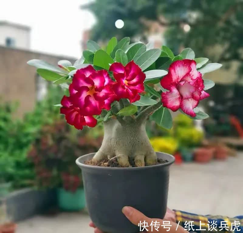 家里养沙漠玫瑰,春天做好“两多一少”,开花多又美