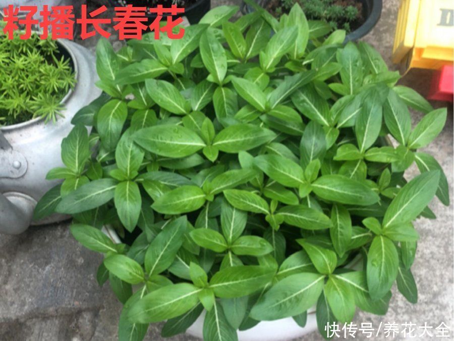 抗病、不招虫的天竺葵，屋里养一盆，开花一茬接一茬