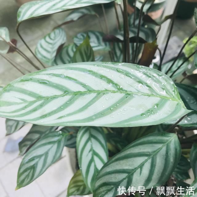 花友|她家从不养绿萝,就养4种“颜值花”,叶子比花还好看