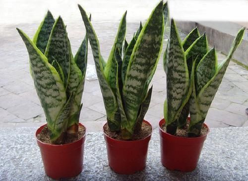 冬天在家养这5种花,“空气”更干净,雾霾天也不怕