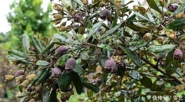 野果|山上就有生长的这种“野果”,农村娃小时候经常吃,药用价值很高