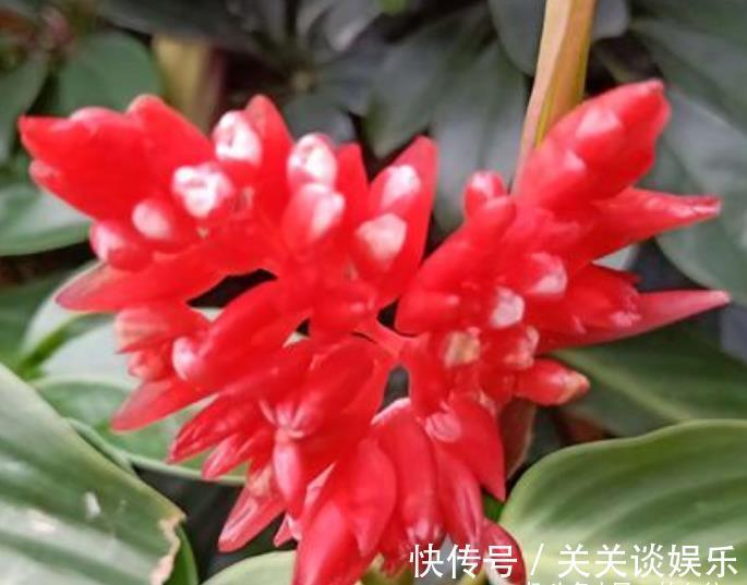 株形|此花株形优美，鲜艳的花色十分引人注目，寓意为转身的奇迹