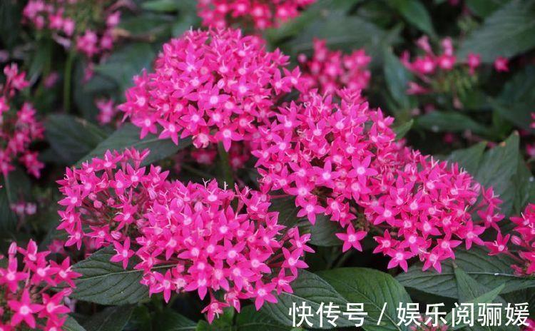 观赏价值|花色繁多易爆盆,四季花开不断,满屋飘香,好养易活胜菊花