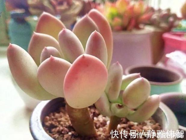 稻田姬|多肉中的7大美人，个个都千娇百媚，美极了！