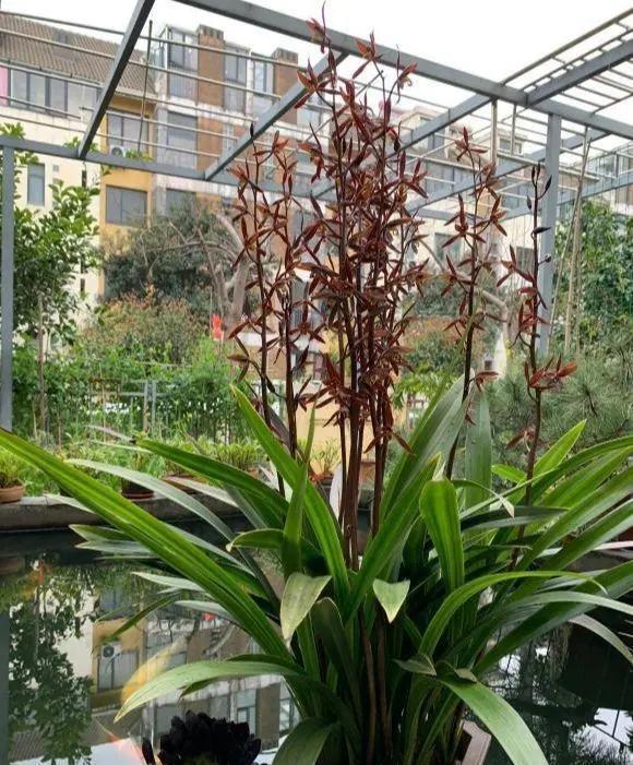 硫酸亚铁|入冬养兰有“三怕”，避开不落蕊，缀出白嫩萝卜根，绽放层叠群兰