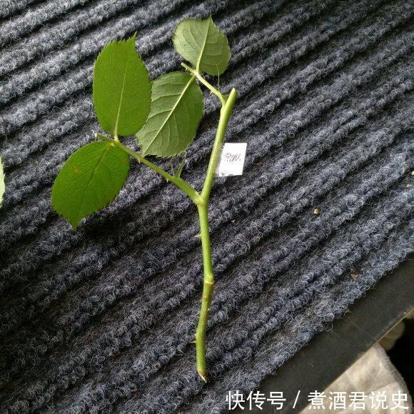 多菌灵|扦插最佳时期到了,有这花赶紧插,沾土就能活!