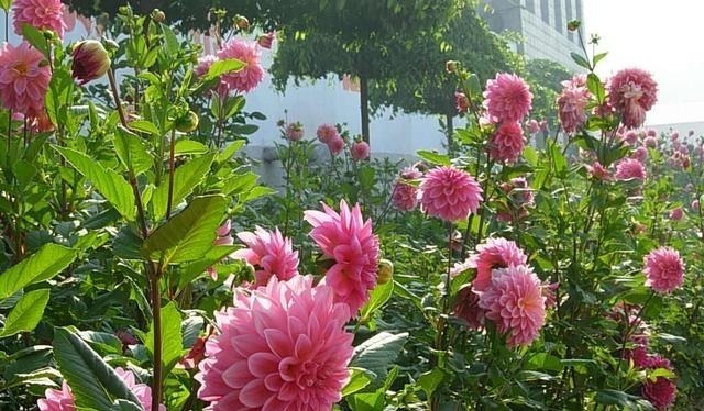 被名字耽误一生的6种花,土里土气,开花却“气度非凡”靓丽入眼