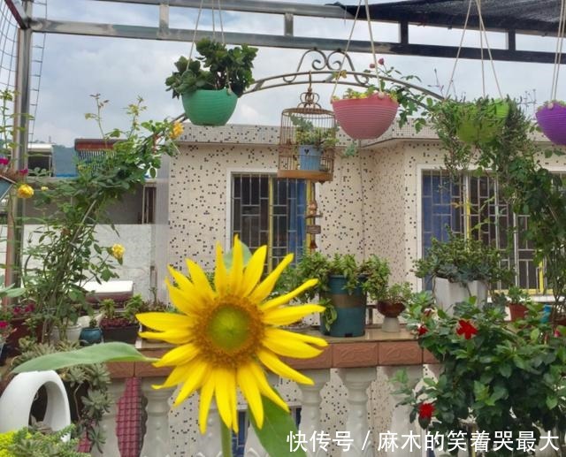 买花一时爽,养花火葬场,不能盲目入坑!买花一时爽,养花火葬场,不能盲目入坑!