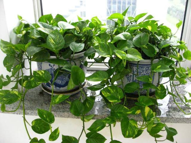 水培绿萝,施肥要谨慎,一个不注意,黄叶满盆,臭味满屋