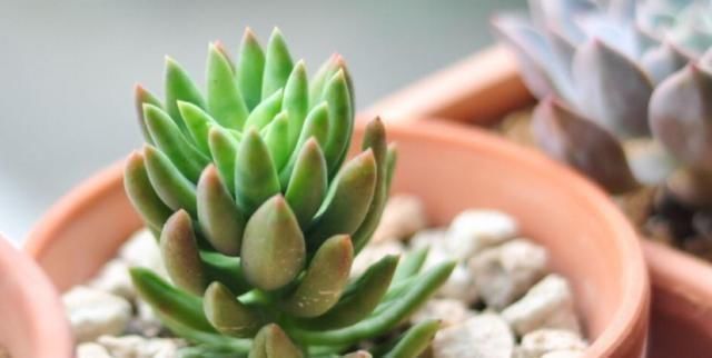 夏季|养多肉,天热是“一道坎”这3种好养护,度夏0压力