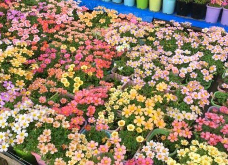 旺财|4种花好养易活,旺财又养人,花朵迷人,阵阵花香,花朵大!