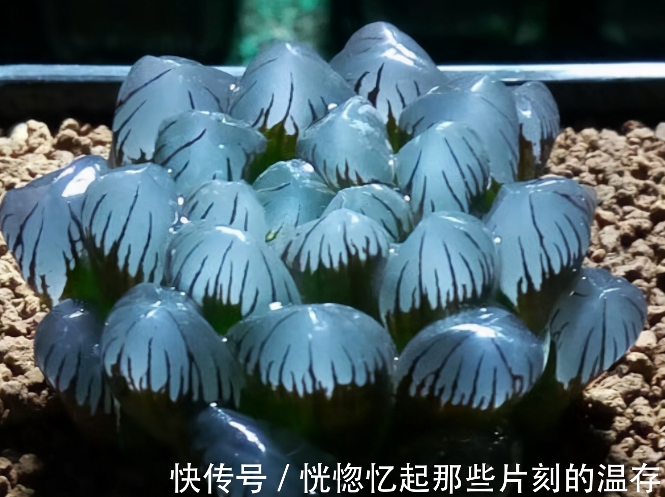 多肉要使劲晒才能出状态?这4种多肉“怕晒”,暴晒难养好