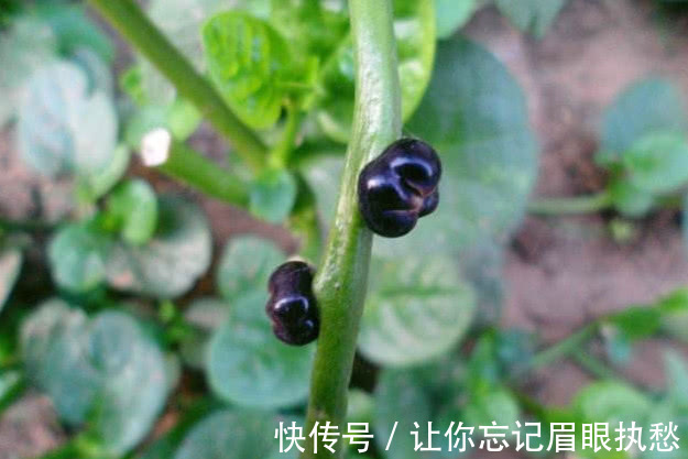 落葵|农村人管它叫“豆腐菜”，摘了煮汤味道一绝，不仅能吃还是好药材