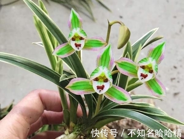 这种兰花很“霸气”，花开双色，兰香浓郁，很好养，适合新手