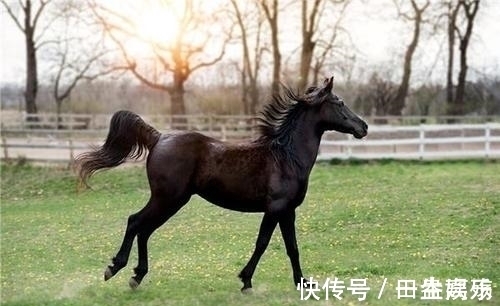 桃花朵朵|2021年下半年桃花朵朵，财源滚滚，爱情事业双丰收的生肖