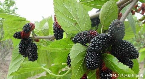 食物|吃完桑葚一个小时以内,别碰此种食物,为了健康着想,要记得忌口