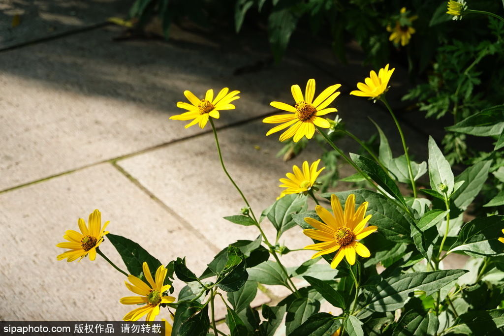 北京旅游网|天凉好个秋～文艺范儿的方式打开京城清秋九月→