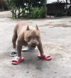 |搞笑GIF:这就是你们想要的大长腿小姐姐吗,真心厉害了啊