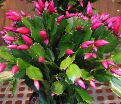 秋季|他养蟹爪兰,浇灌2种“肥水”,嗖嗖冒出“钢锯叶”,满盆开花