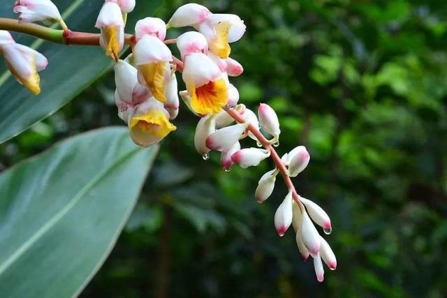 雨中花慢|《雨中花慢》13首:袖带迎风，凤目出神，任由黄叶缤纷