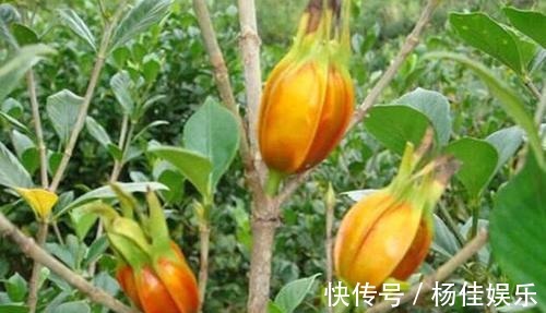 观赏感|这种果实满树都是,摘完还会长,无人问津却不知营养价值高