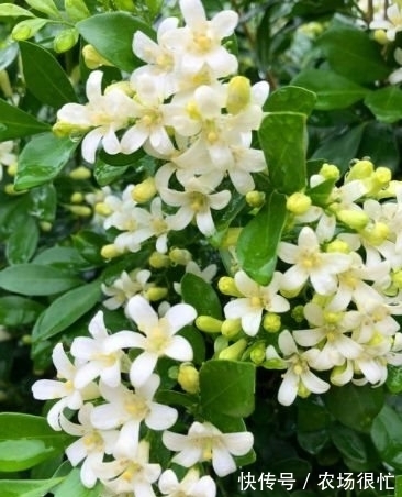 农历十一月大雪后,养什么花?家里养3种花,吉星高照事事如意