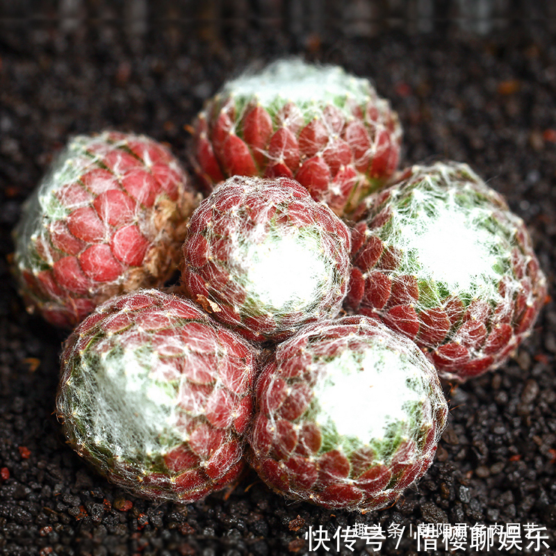 多肉植物|观音莲这样养,不用施肥,一样长满小崽