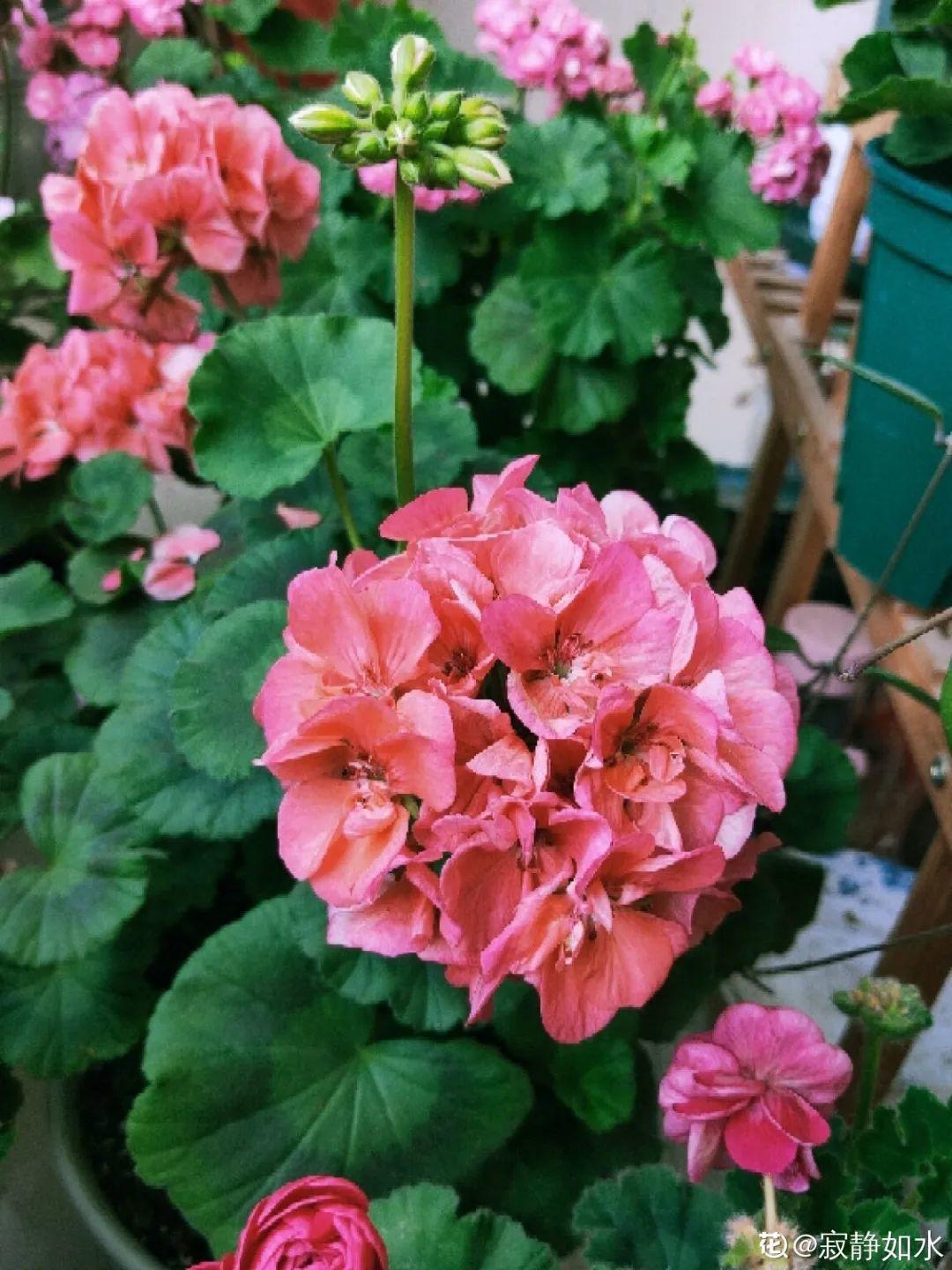 蓝目菊|蓝雪花妥妥的开花机器,花量大、花期长,让人不得不爱