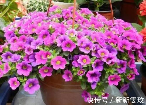 月季花|4种花特别适合阳台养,简单好养、懒人新手都能养好,美成花海!
