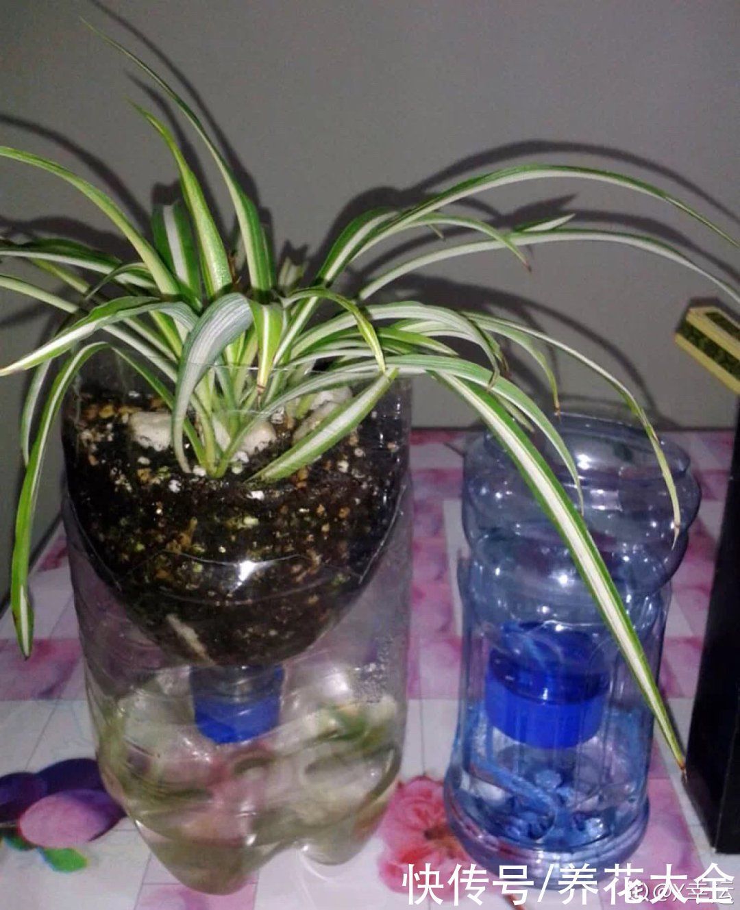 旧筷子、老干妈瓶别扔，拿来养花效果好，省下一笔养花钱