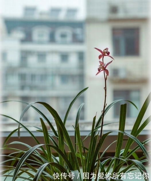 兰花凋谢后,早做3件事,新芽还比老苗多