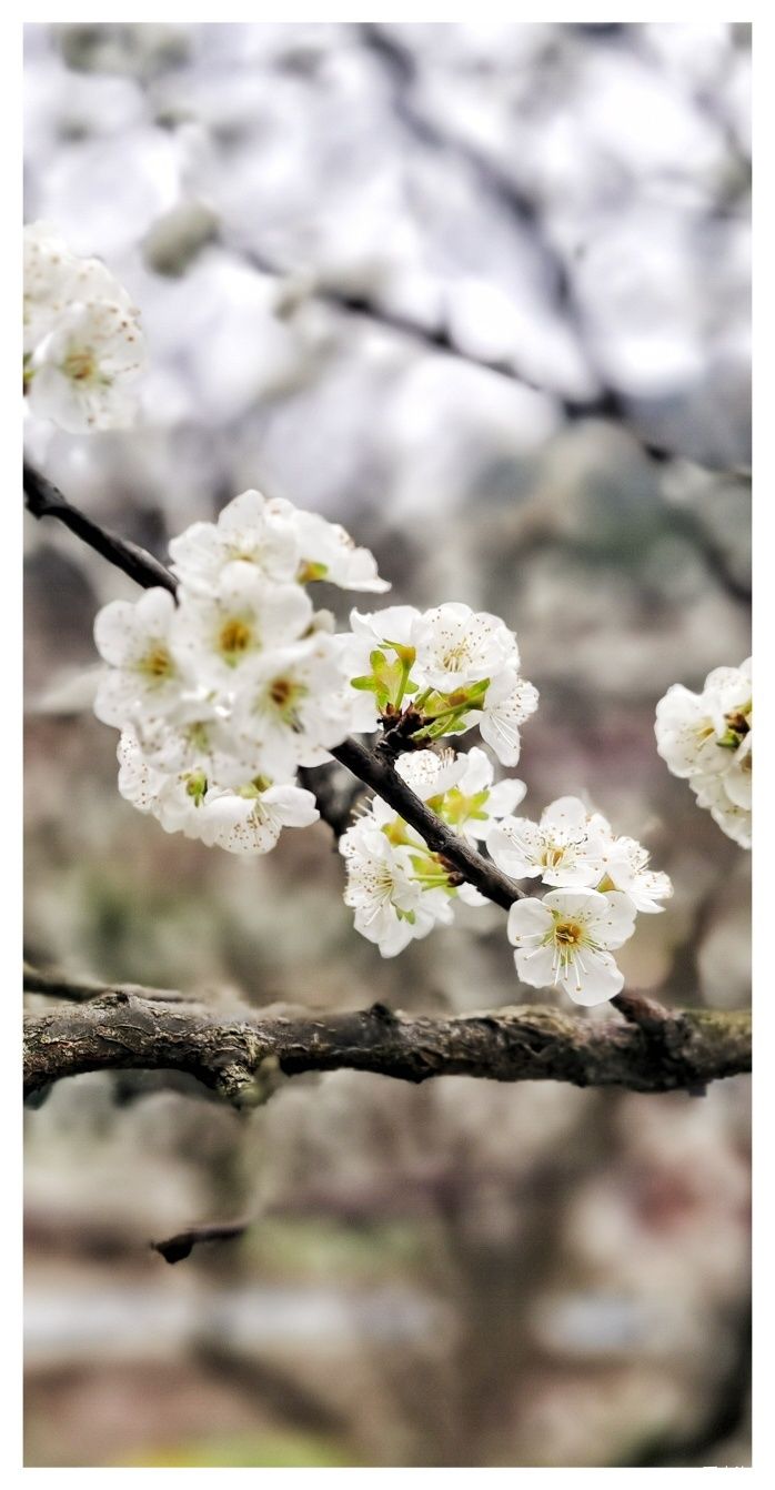 石岩|忙里偷闲，赏花踏青！