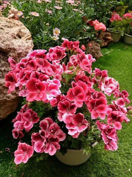 阳台养此2种花,开花量比“月季”还大,枝枝满花,耐旱又好养