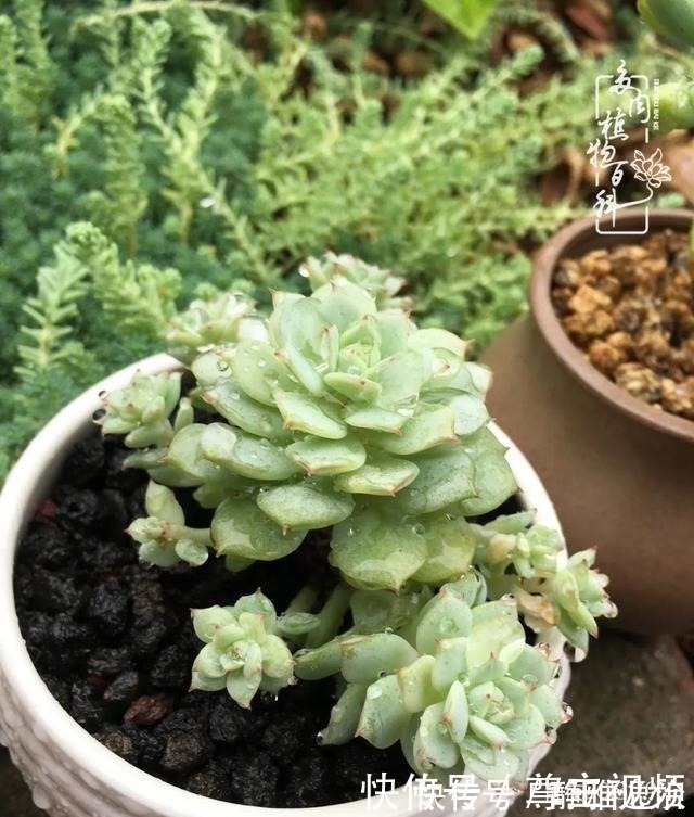 静夜|养多肉三年多,初见惊鸿!累并快乐着!养多肉三年多,初见惊鸿!累并快乐着!