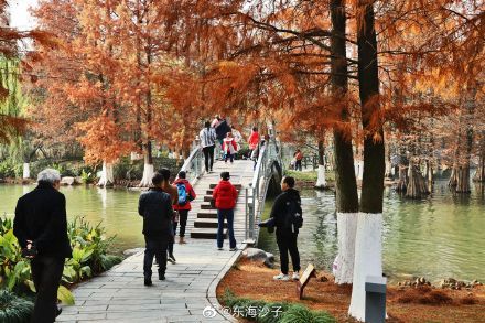 初冬|红水杉，黑天鹅，鄞州公园的初冬景致醉人