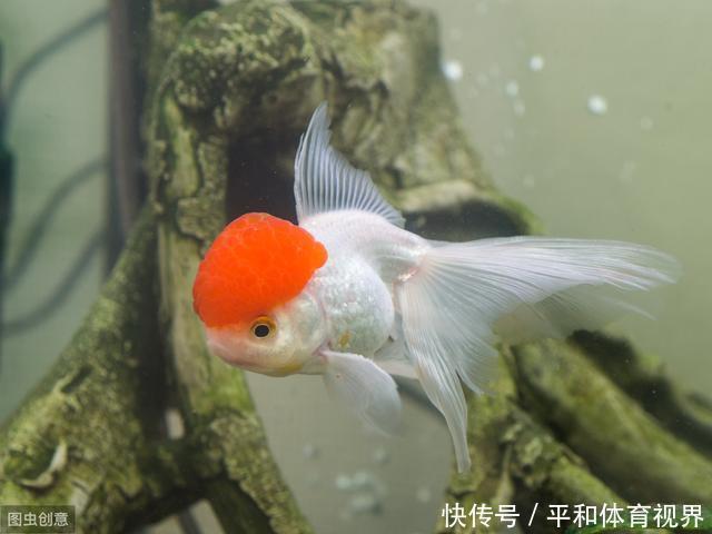 值得新手鱼友参考的 8 个建议，让你少一点迷茫