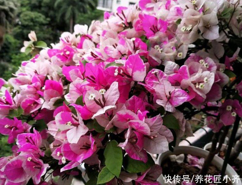 要想三角梅开成“花球”，要定期修剪，再做好4点，才能花开不停