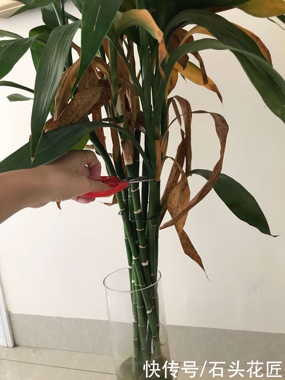 富贵竹一直黄叶，春天是它“翻身”的时机，学会3招就可以