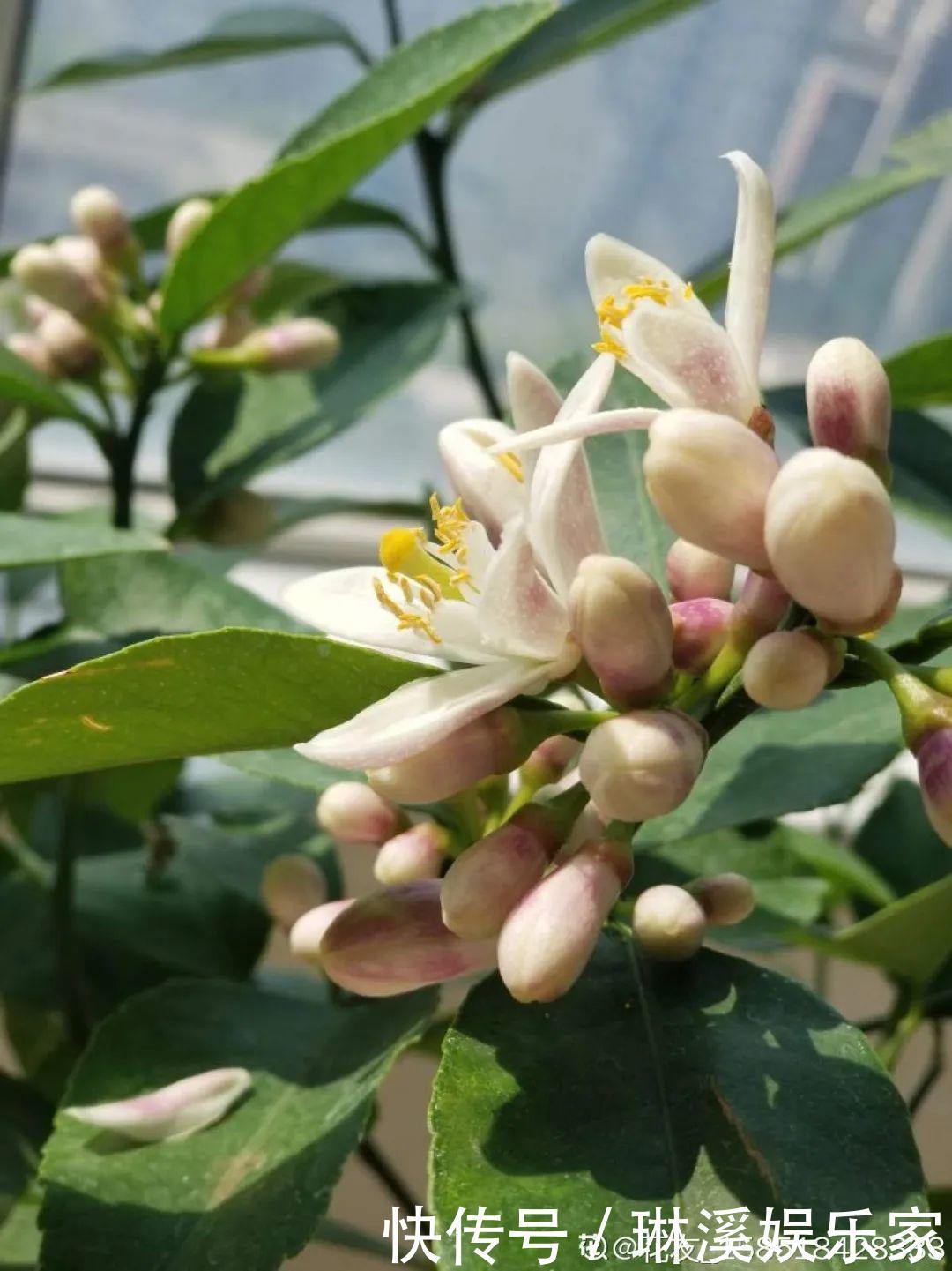 枝条|20种花，春天打开小机关，开花提早半个月！