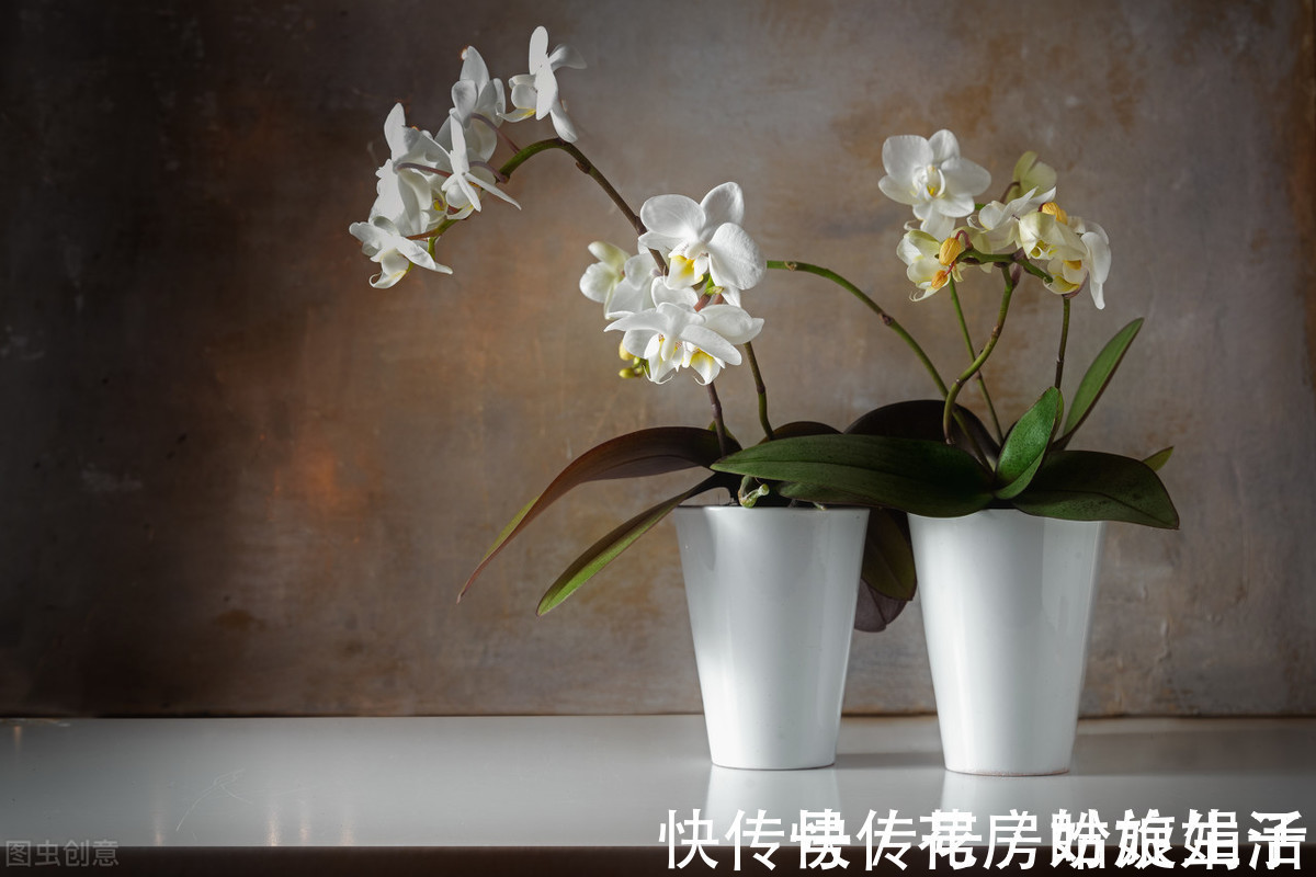 兰来|养兰花够酸才能长得旺,掌握好3个“通”字,轻松养好几百盆