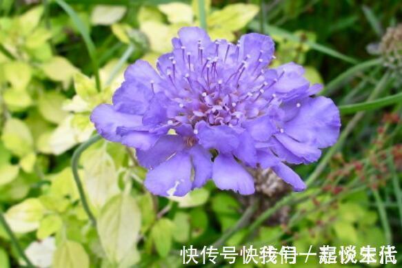 牡丹|此款木本花卉,花开媲美牡丹,仙气十足,花香怡人,堪称盆栽佳品